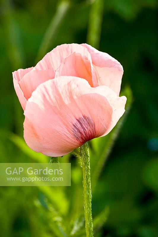 Portrait Poppy, Papaver orientale Karine 