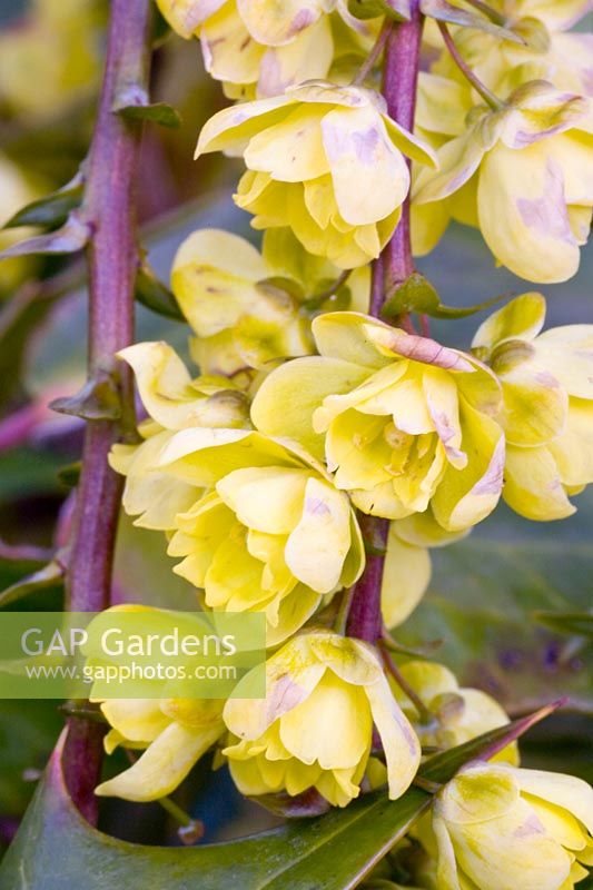 Portrait of Mahonia flowers, Mahonia japonica Hivernant 