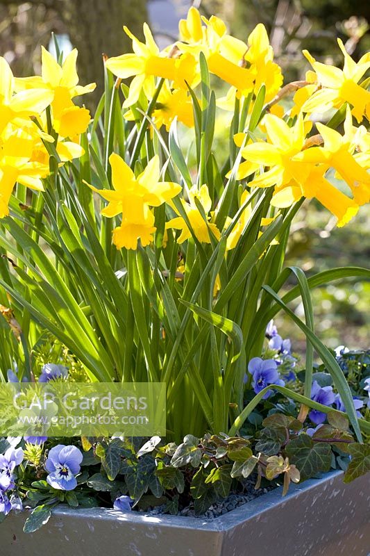 Portrait Daffodil, Narcissus cyclamineus Peeping Tom 