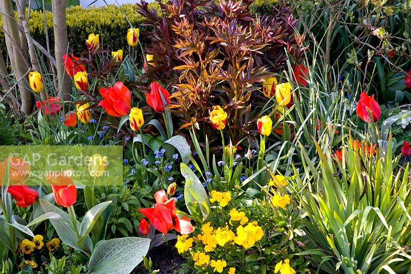 Bed with bulbous plants and perennials 