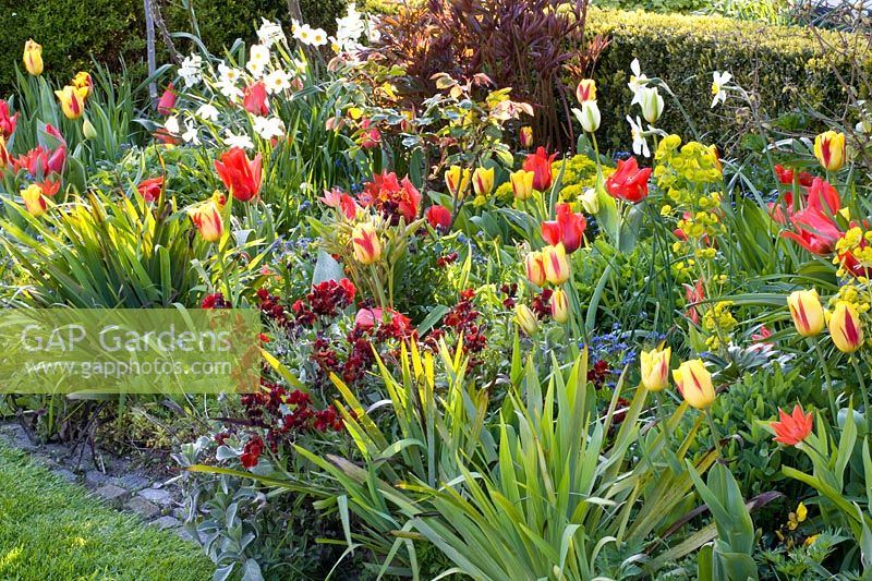 Bed with bulbous plants and perennials 