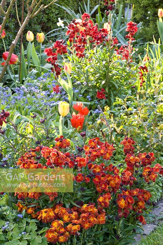 Bed with annuals and tulips 