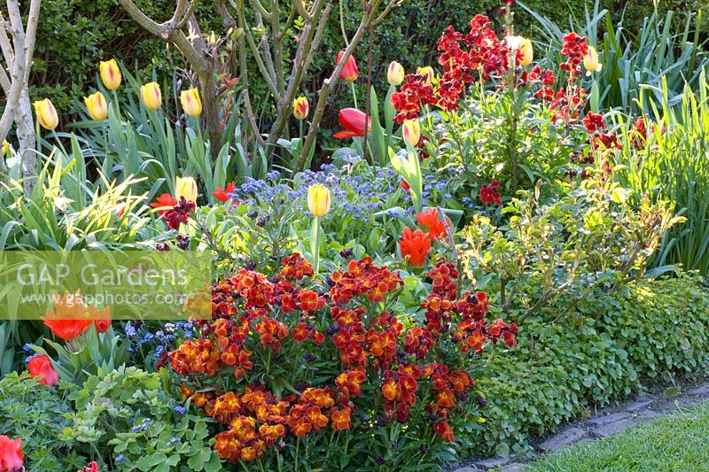 Bed with annuals, perennials and tulips 