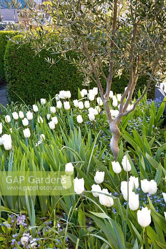 White tulips 