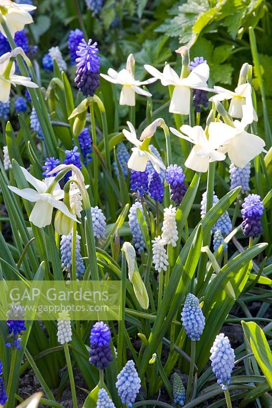 Daffodils and grape hyacinths 