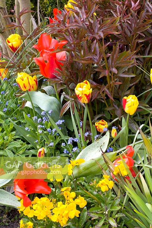 Bed with annuals, perennials and bulbous plants 