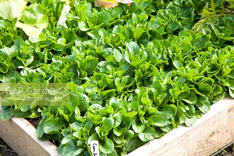 Lamb's lettuce 