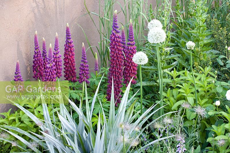 Lupins and ornamental onions 