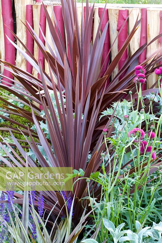 Portrait of New Zealand Flax in front of fence, Phormium tenax All Black 