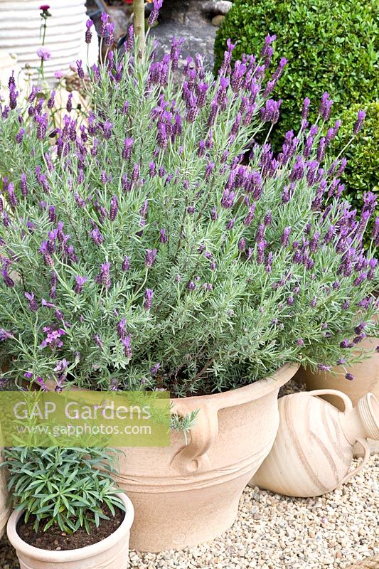 Pot with French lavender 