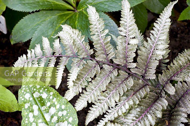 Combination of ornamental foliage plants, rainbow fern, lungwort, Athyrium niponicum Metallicum, Pulmonaria Bavels 