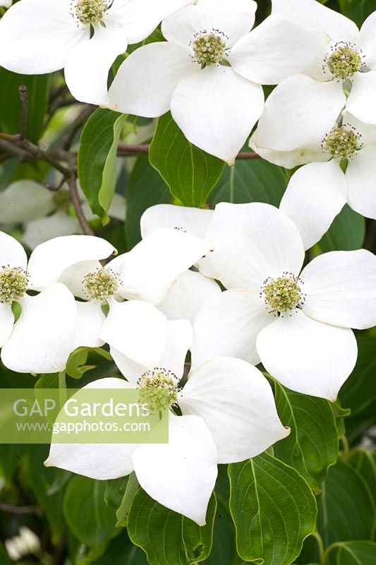 Portrait of flowering dogwood, Cornus florida 