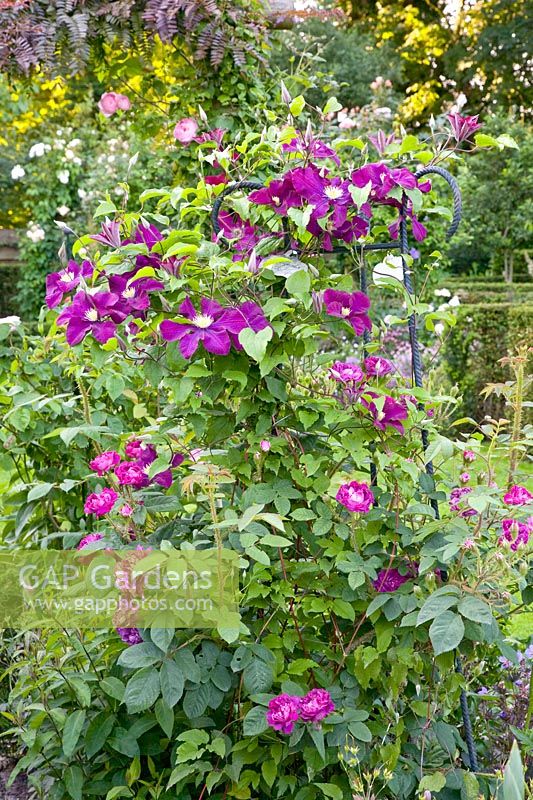 Clematis and roses 
