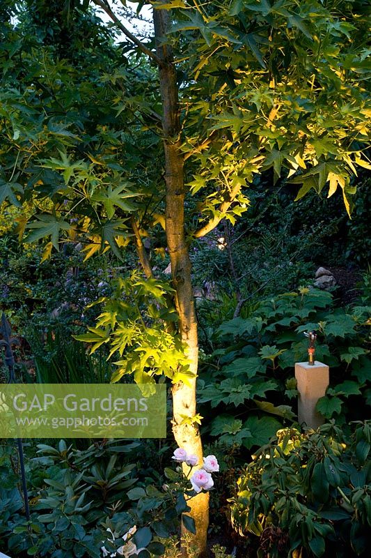 Garden with lighting 