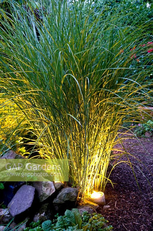 Garden with lighting 