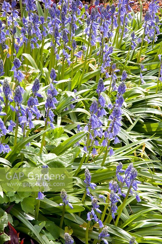 Spanish bluebell, Hyacinthoides hispanica 