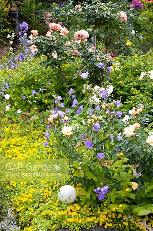 Roses and ground cover 