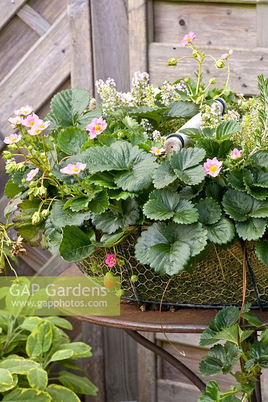 Strawberries and thyme in a basket, Fragaria ananassa Rosana, Thymus citriodorus Mystic Lemon 