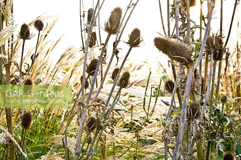 Seed heads of wild teasel, Dipsacus fullonum 