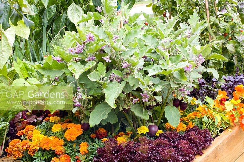 Combination of vegetables and annuals 