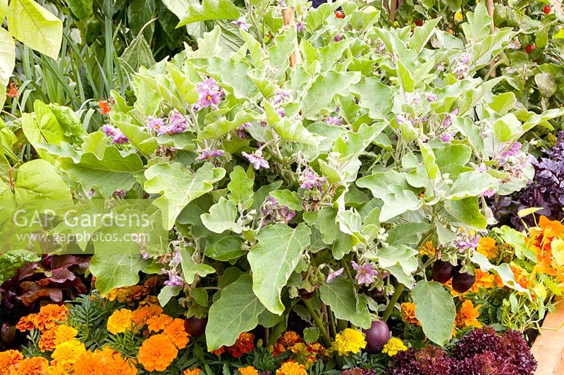 Combination of vegetables and annuals 