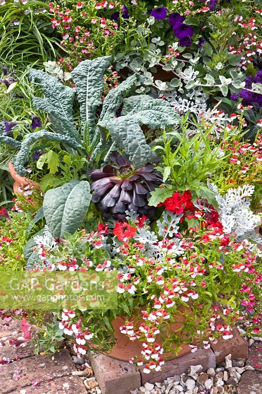 Pot garden with exotic flair 