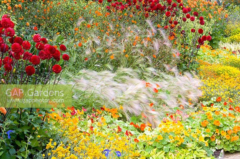 Bed with annuals, grasses and dahlias 