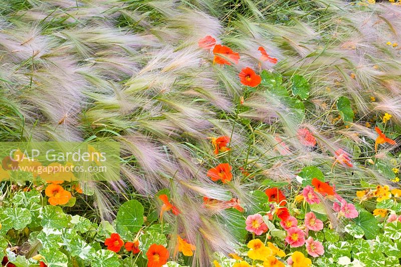 Grasses and nasturtiums, Hordeum jubatum, Tropaeolum majus Nanum 