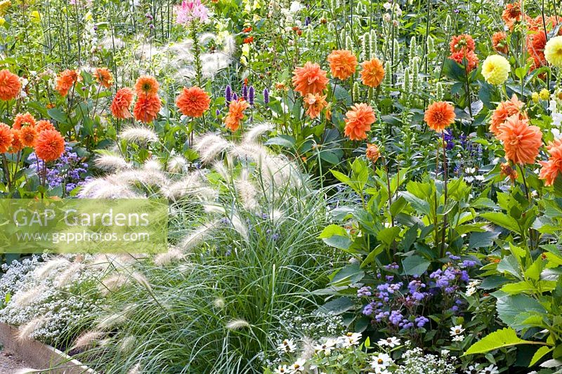 Bed with dahlias, grasses and annuals 