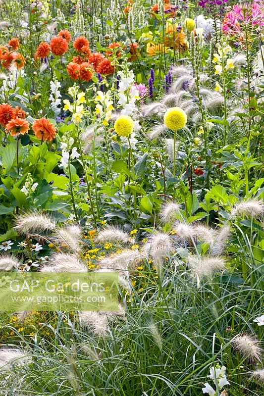 Bed with dahlias, grasses and annuals 