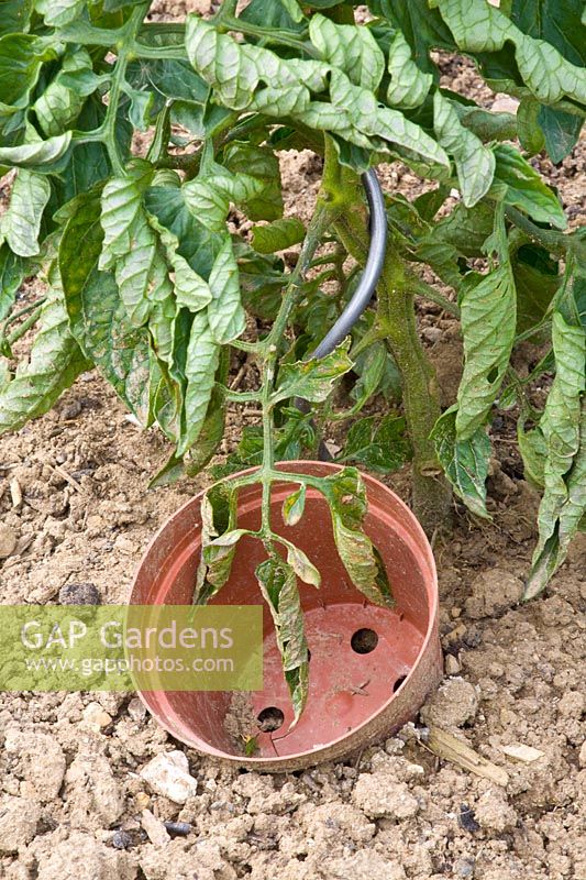 Watering aid for tomatoes 