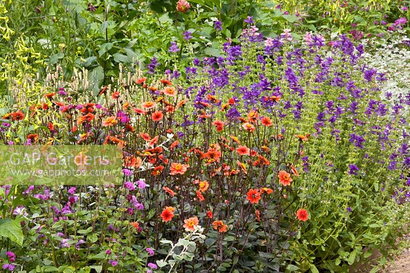 Bed with annuals and dahlias 