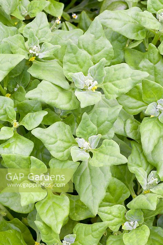 Portrait New Zealand Spinach 