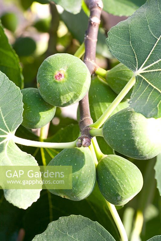 Portrait fig, Ficus carica 