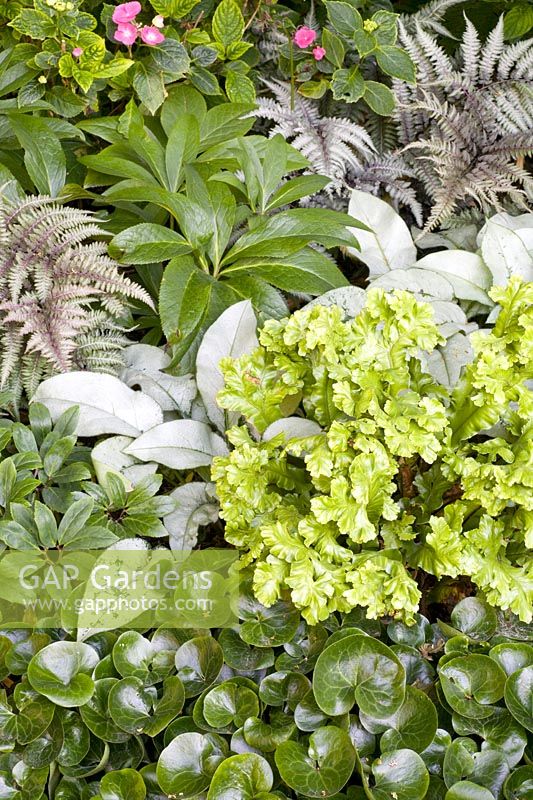 Perennials as ground cover 