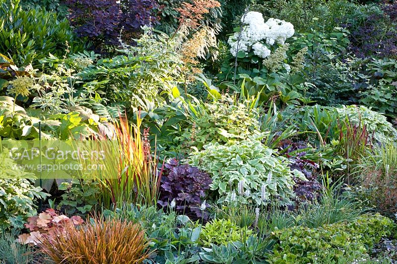 Perennials as ground cover 