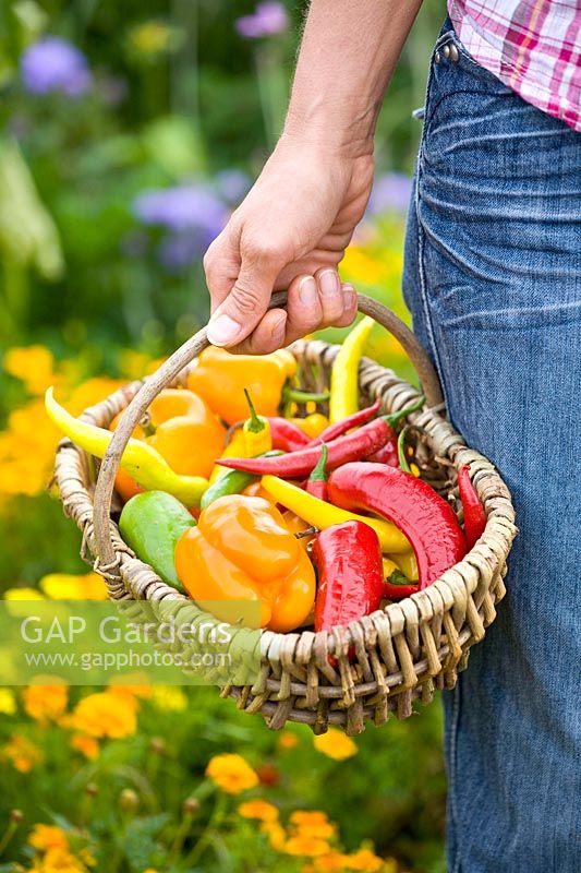 Peppers and chili in the harvest basket 