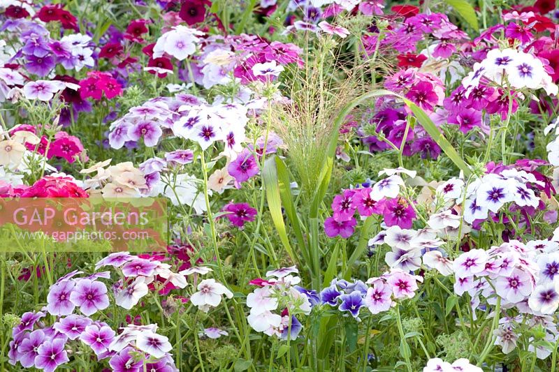 Flower meadow with phlox 