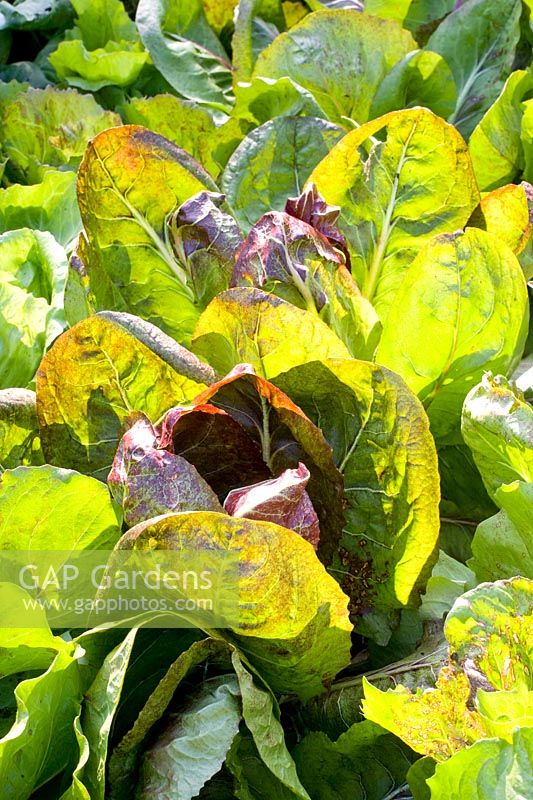 Portrait Radicchio, Cichorium intybus Rosso di Verona 