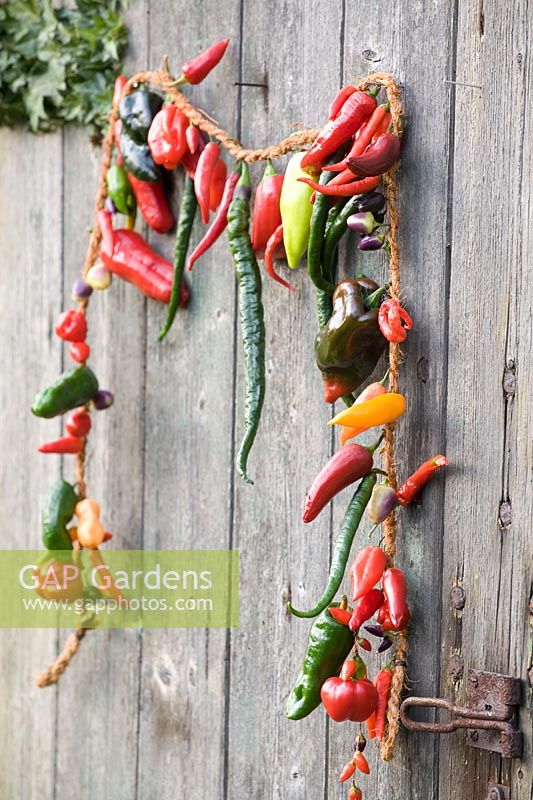 Garland with various chillies 