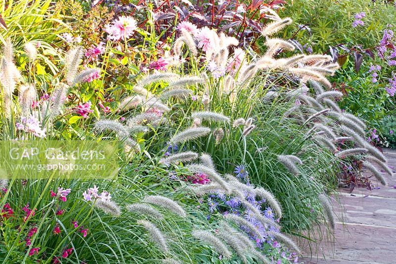 Fountain grass in late summer 