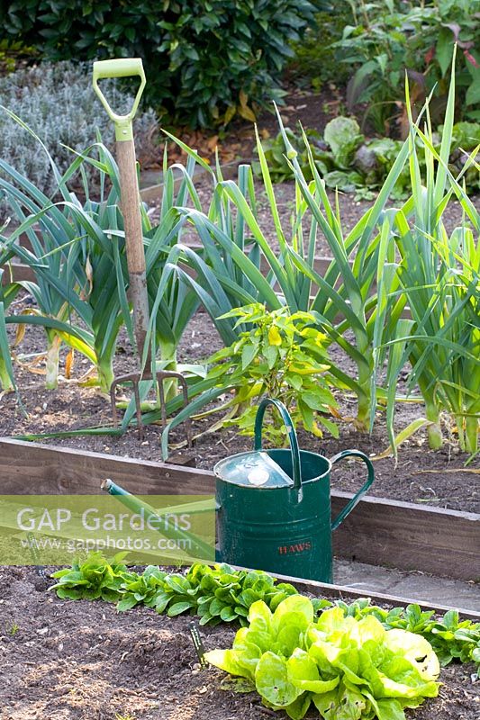 Vegetable garden in September 