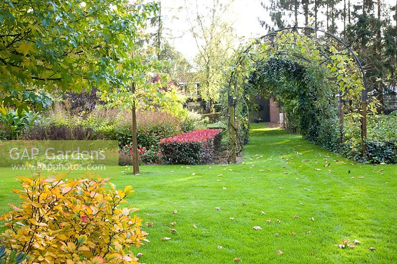 Autumn garden with trees and grasses 