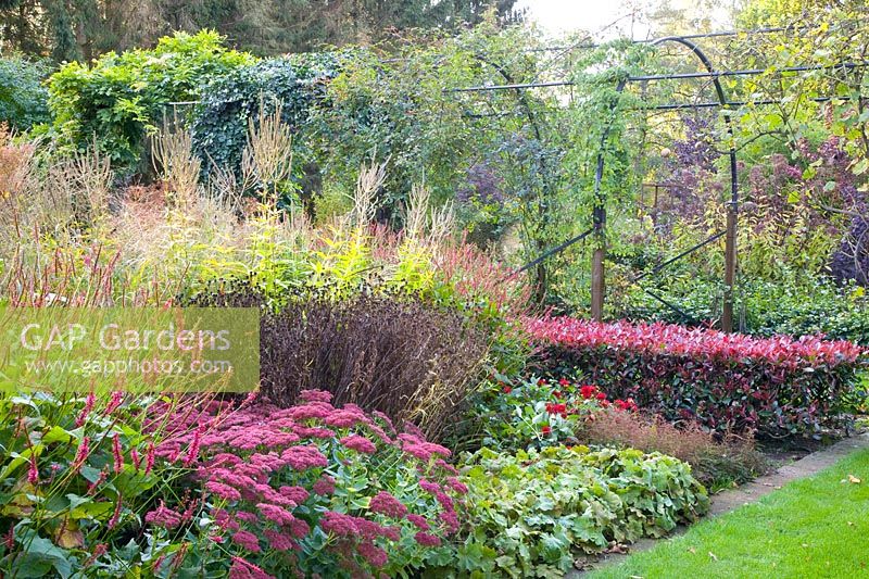 Autumn border with hedge of Photinia fraseri Red Robin 
