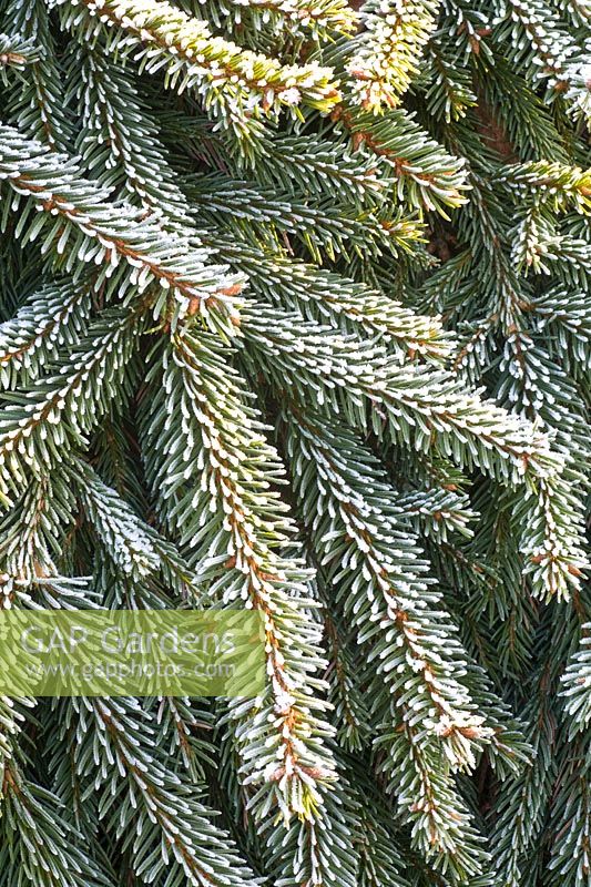 Weeping spruce in frost 