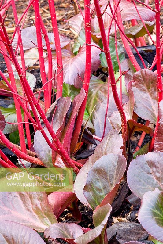 Dogwood and Bergenia 