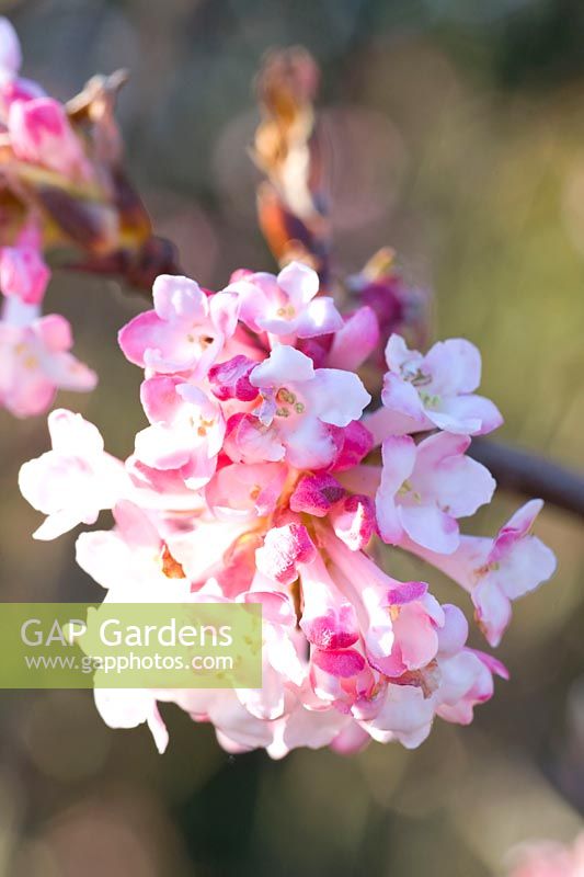 Portrait of the fragrant snowball flower, Viburnum bodnantense Charles Lamont 