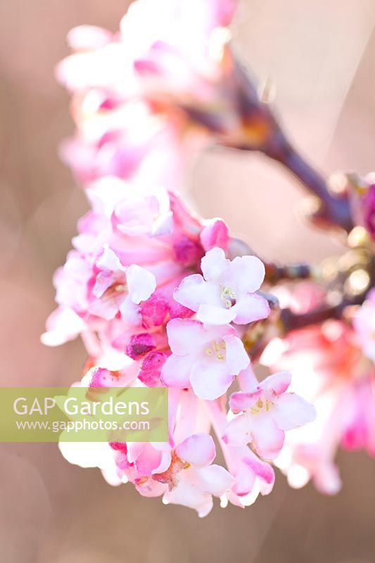 Portrait of the fragrant snowball flower, Viburnum bodnantense Charles Lamont 