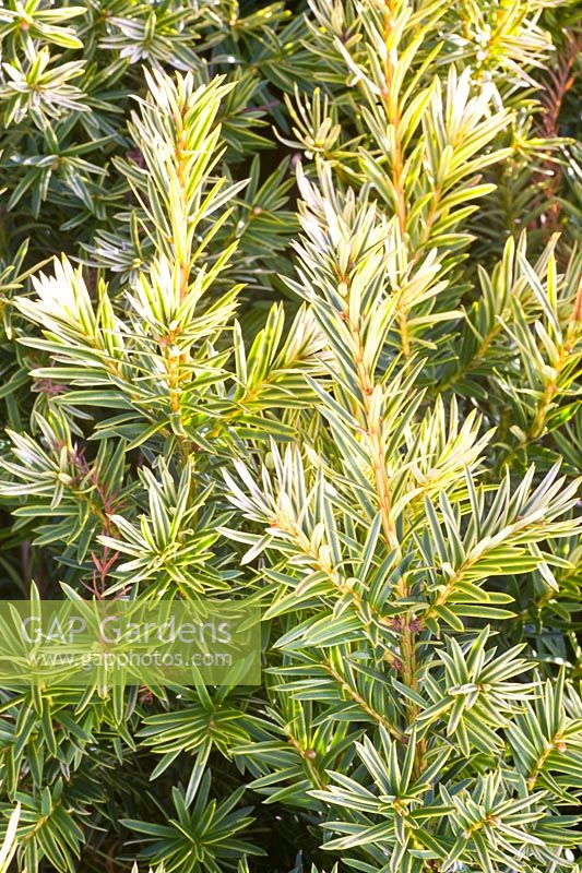 Portrait Yew, Taxus baccata Dovastonii Aurea 