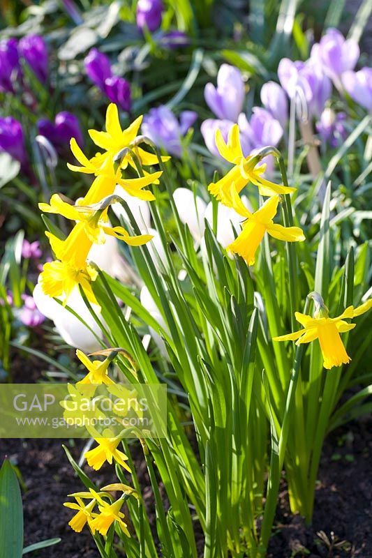 Narcissus February Gold and Tete a Tete 